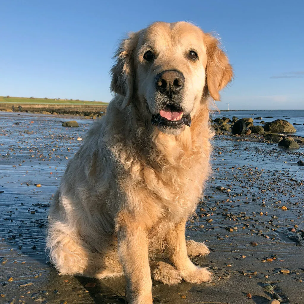 Rusty the Retreiver enjoying Whitley Bay beach