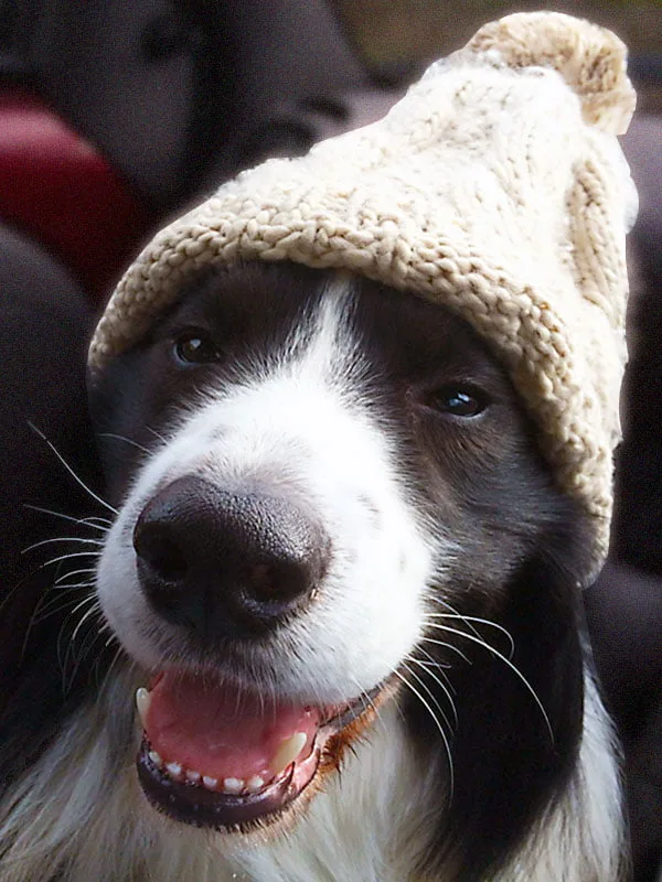 gallery-about-team-beardsley Beautiful Border Collie wearing hat